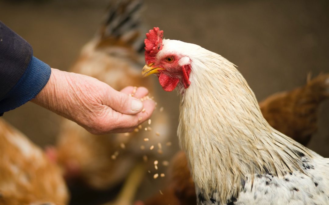 Grippe aviaire : les mesures sanitaires